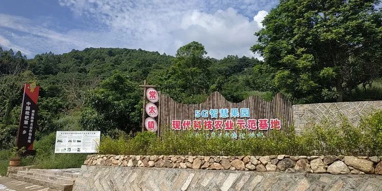 乡村振兴典型案例丨常太镇：建设智慧枇杷果园